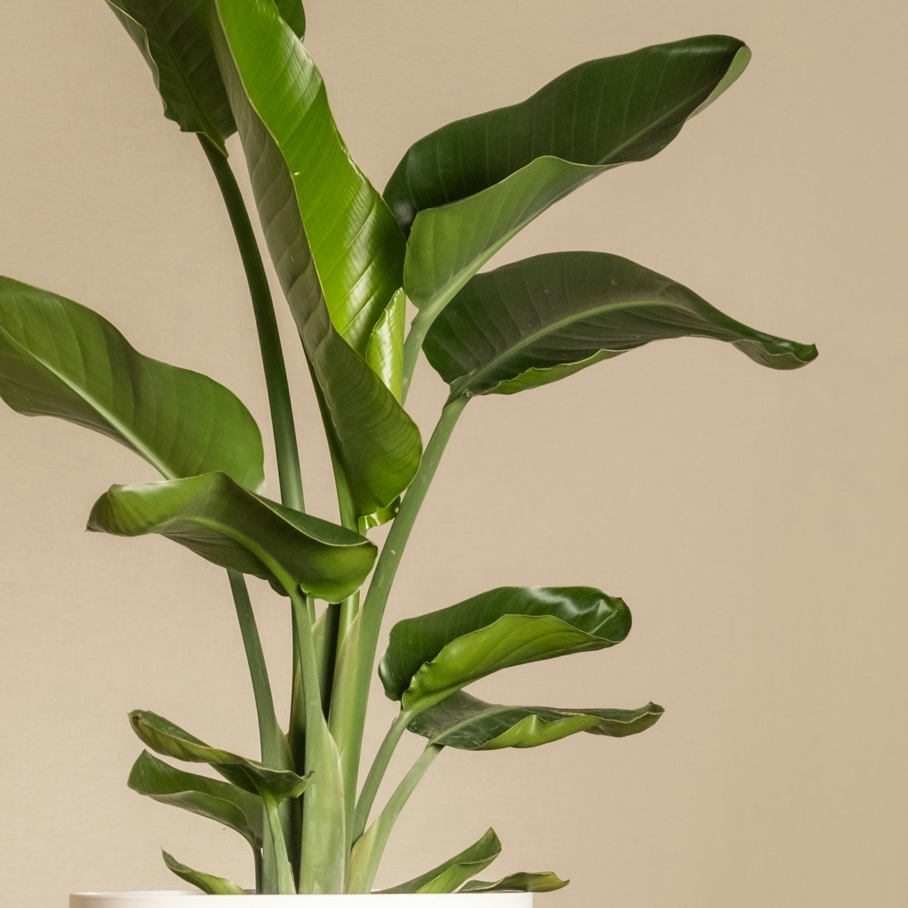 Person holding a potted plant against a beige background