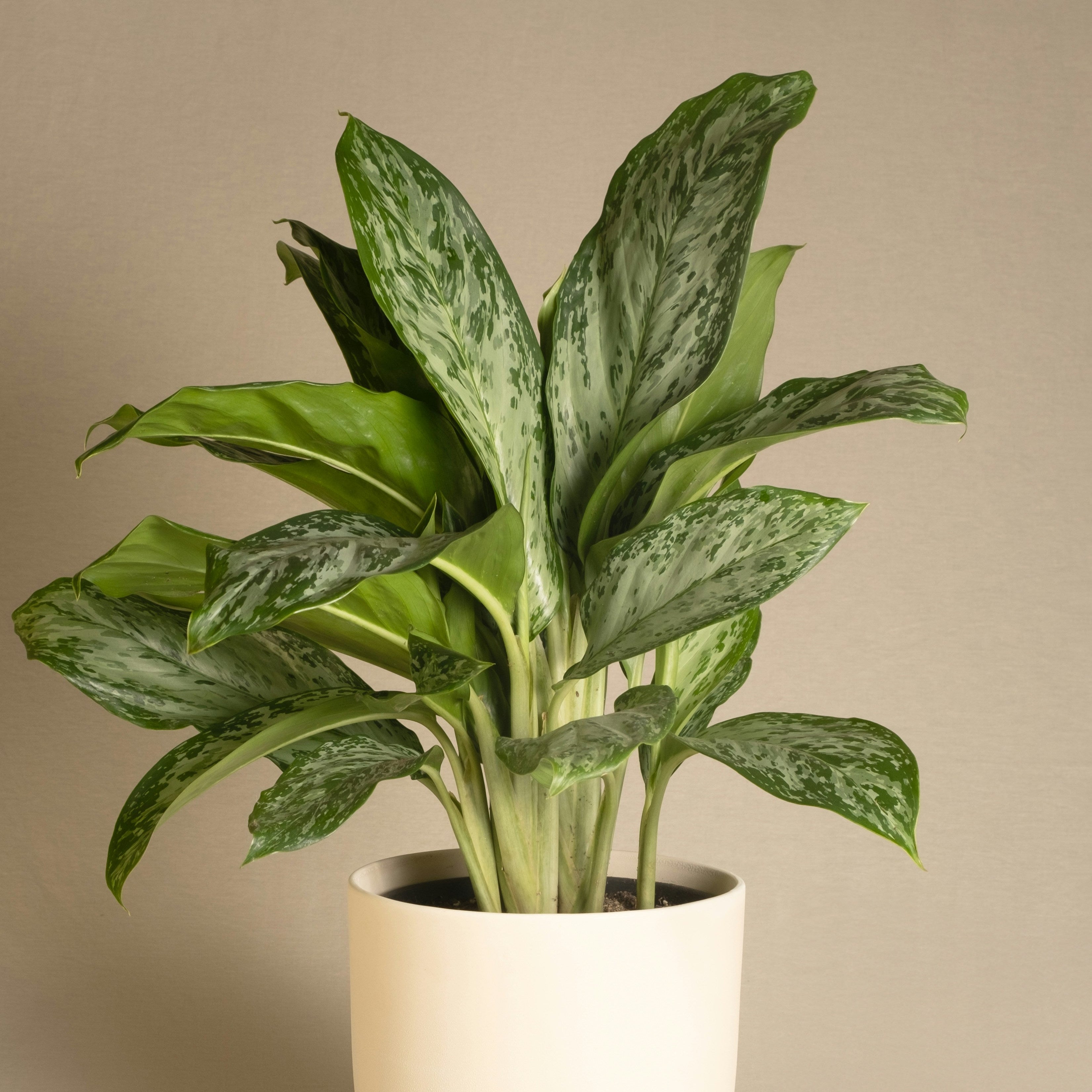 Potted plant with green leaves in a white pot on a beige background