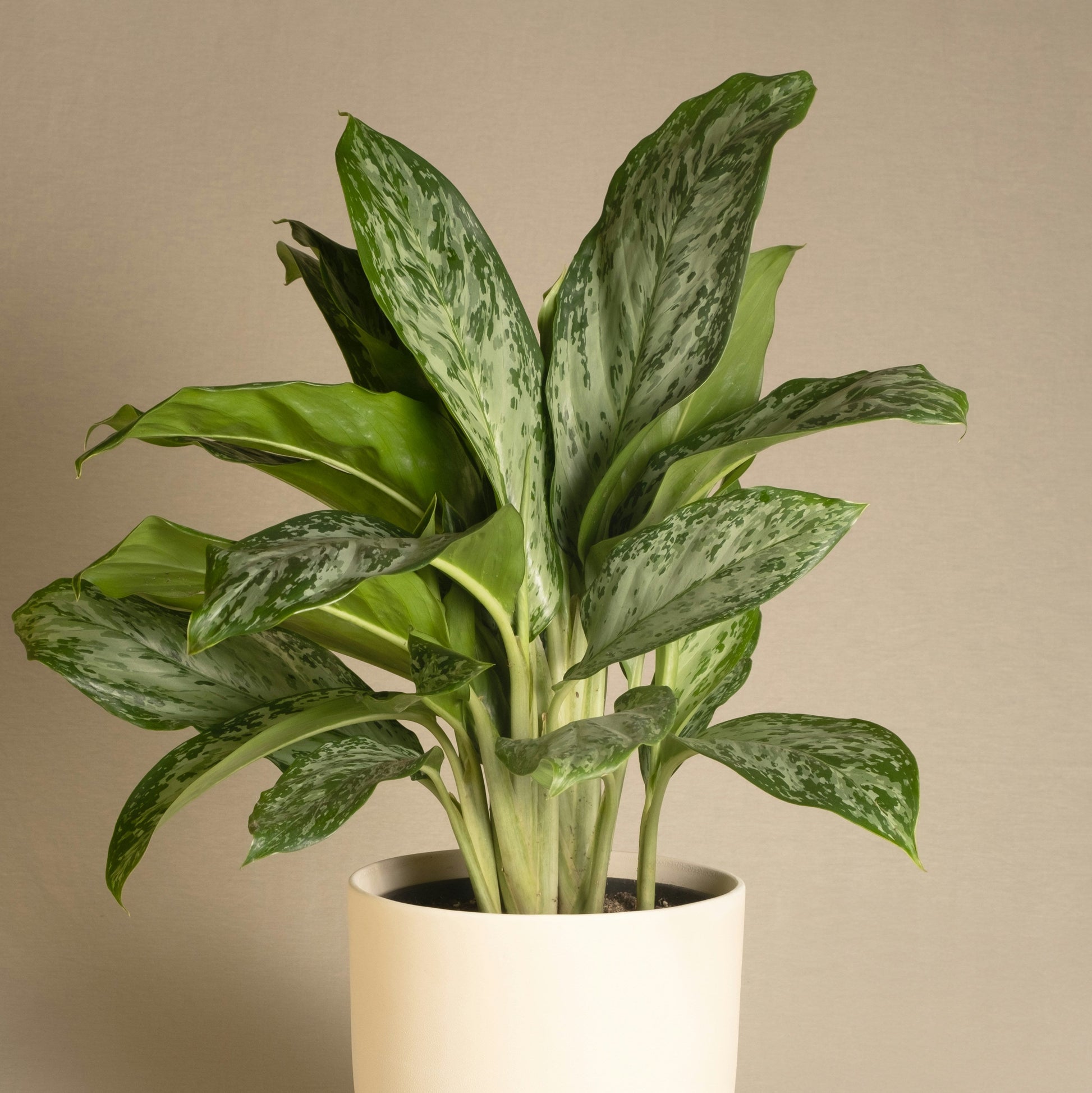 Potted plant with green leaves in a white pot on a beige background