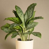 Potted plant with green leaves in a white pot on a beige background