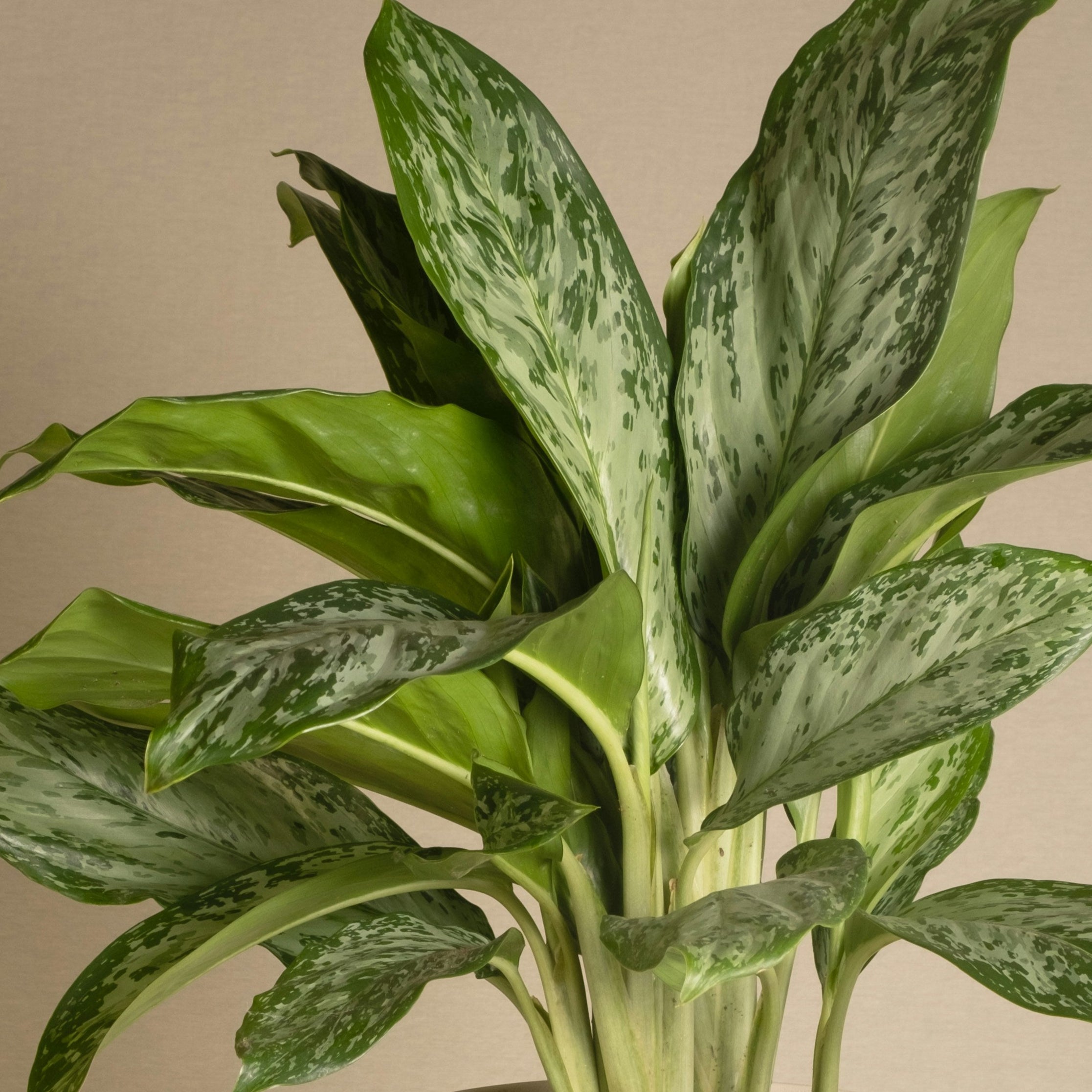 Potted plant with green leaves in a white pot on a beige background