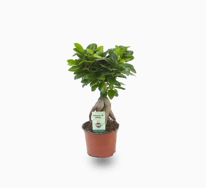 Ficus ginseng bonsai 25 – 30cm
