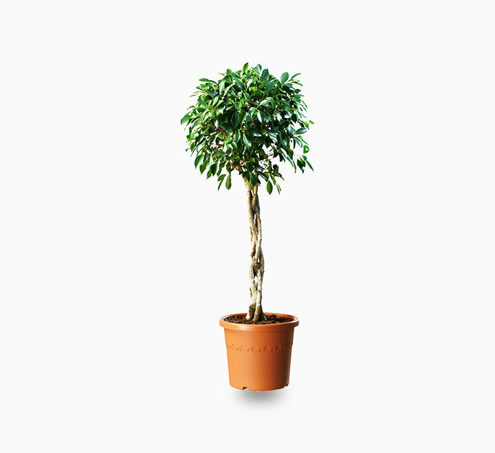 Ficus diversifolia twisted trunk topiary 1.0 - 1.5m