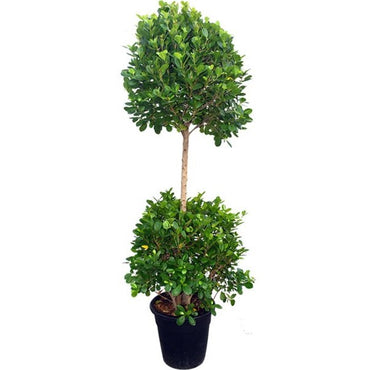 Ficus diversifolia "Two Heads" 1.0 - 1.3m