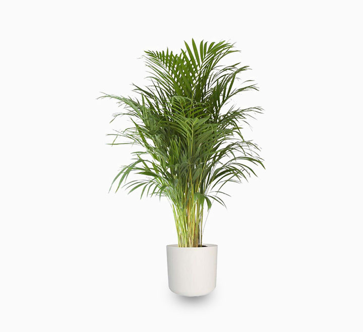 areca palm