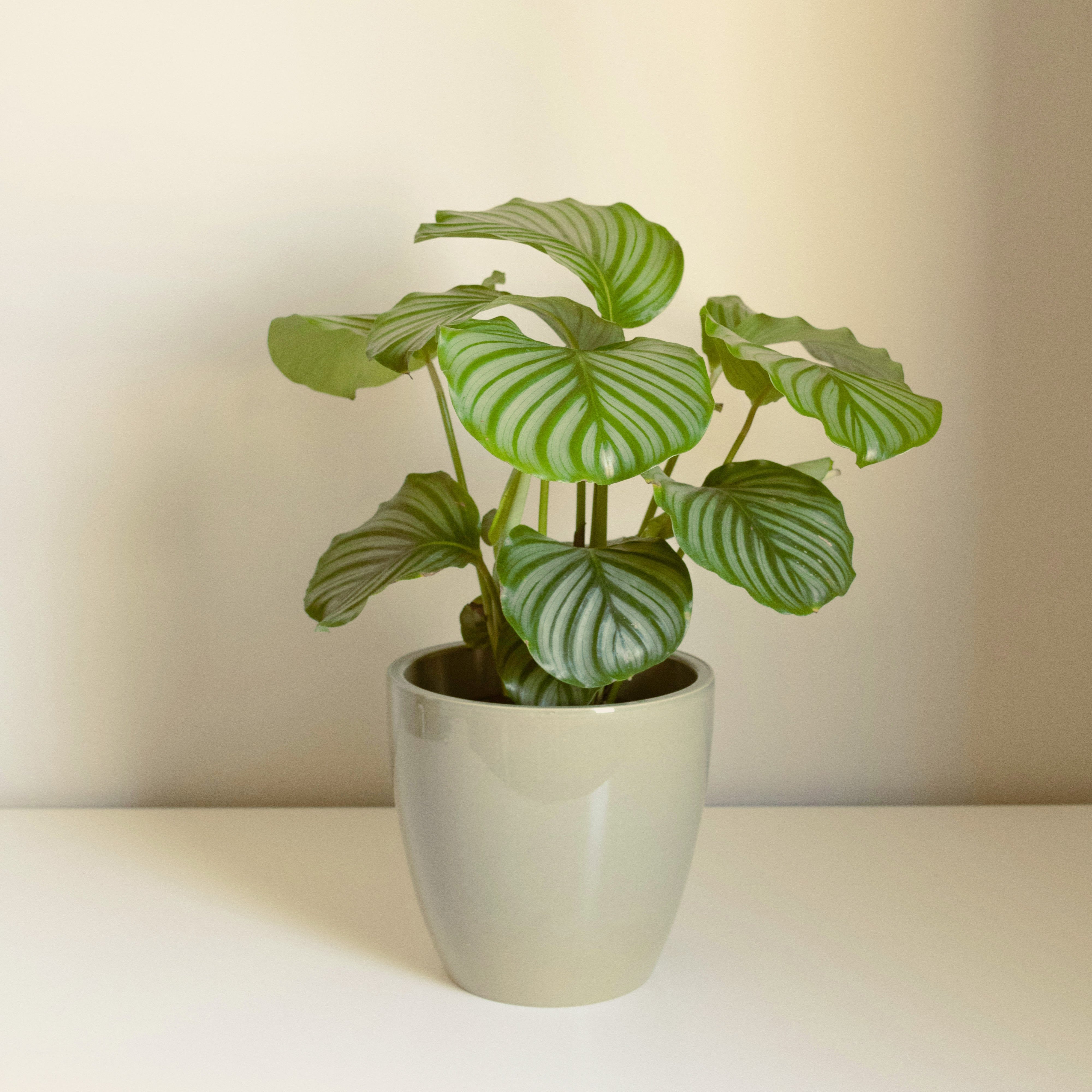 Potted plant with green leaves on a white surface and beige background