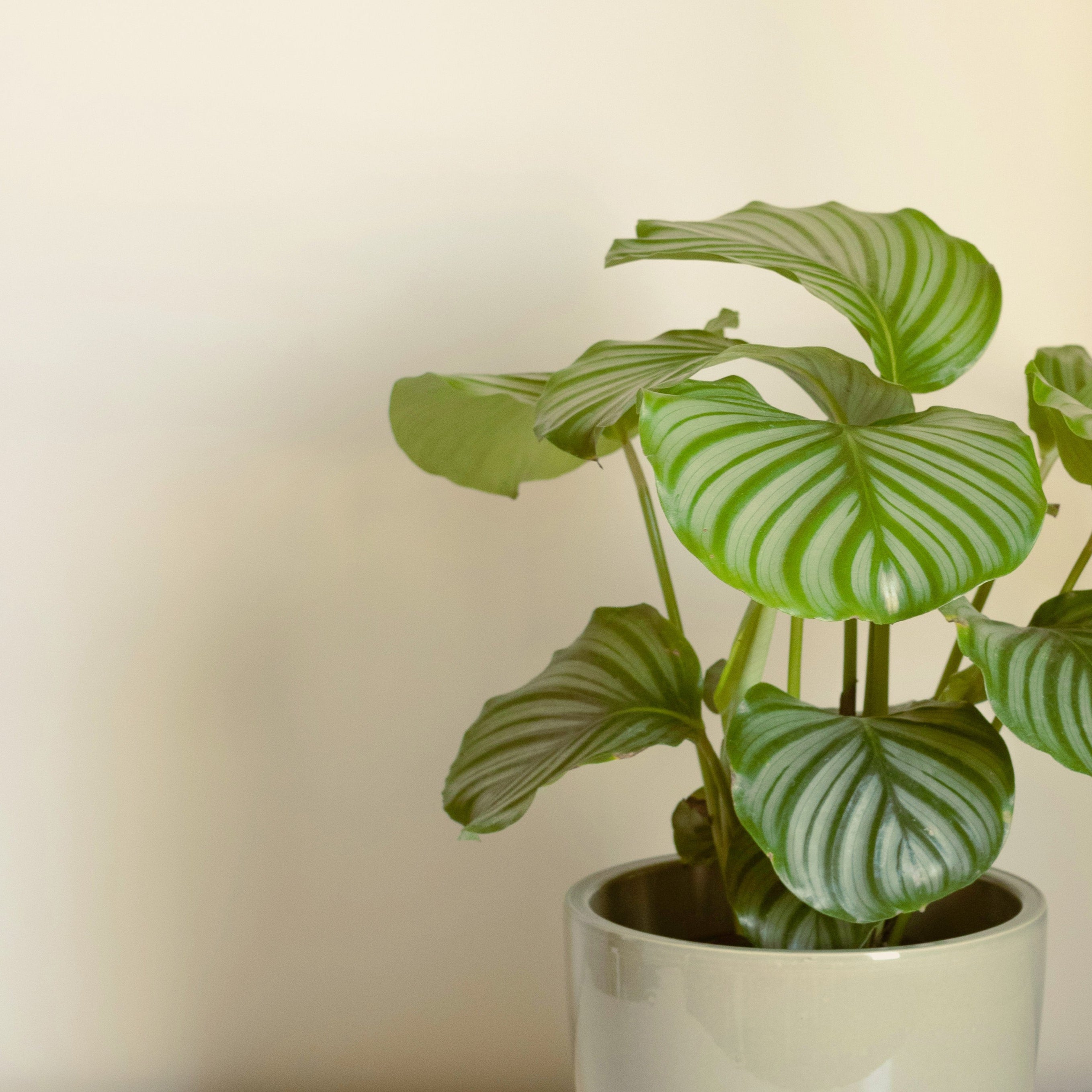 Potted plant with green leaves on a white surface and beige background