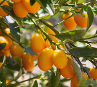 Fortunella margarita "Kumquat" 1.0-1.2m