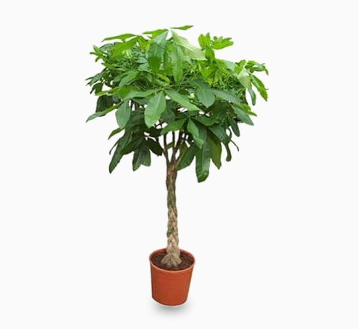 Pachira aquatica, Money Tree “Twisted Trunk” 130 – 150cm شجرة المال