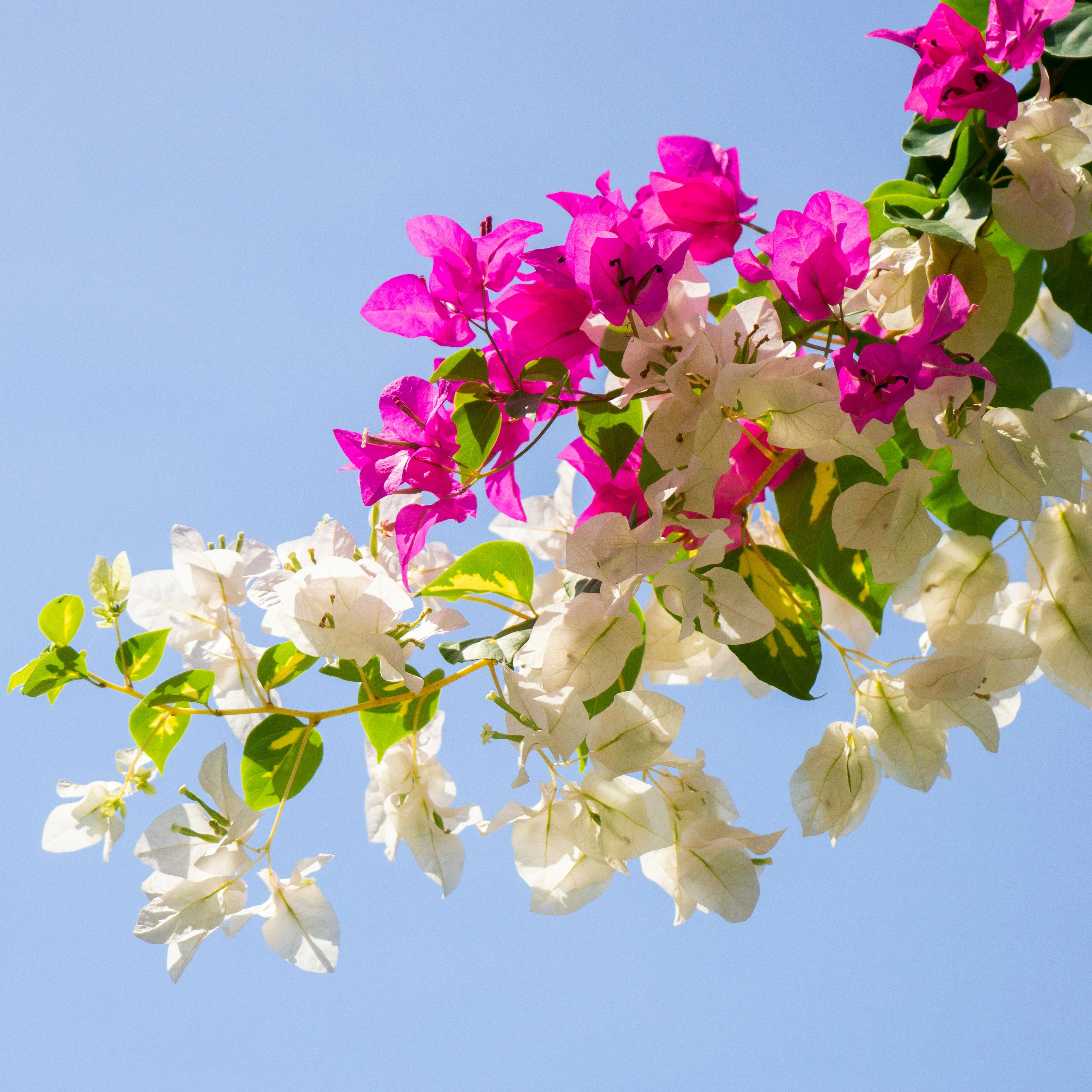 Bougainvillea flowers with pink and white blossoms against a clear blue sky.