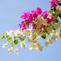 Bougainvillea flowers with pink and white blossoms against a clear blue sky.