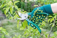 Garden maintenance