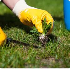 Garden maintenance