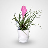 Tillandsia Cyanea Pink Quill "Healthy Indoor Plant"
