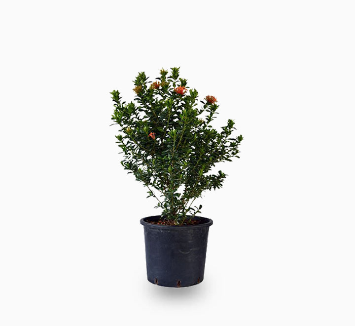 Ixora chinensis "Red" 20-60cm