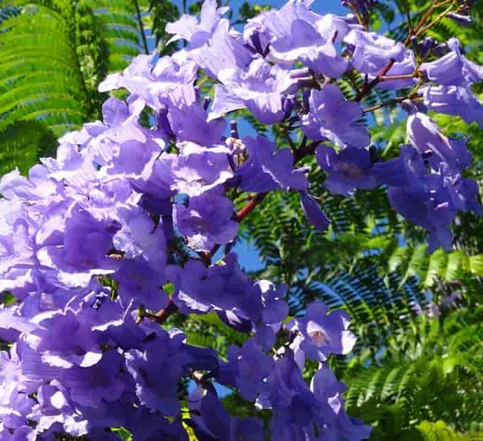 Jacaranda Mimosifolia "Blue jacaranda-Black Poui"