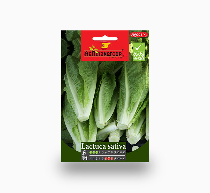 Lactuca Sativa Agrimax Seeds