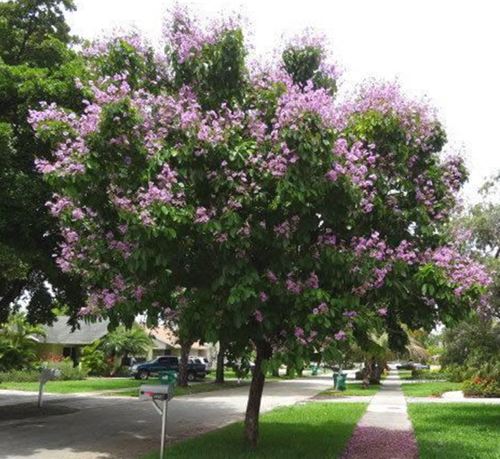 Lagerstroemia loudonii, Salao Flower or Pink Flower Tree 3.5-4.0m