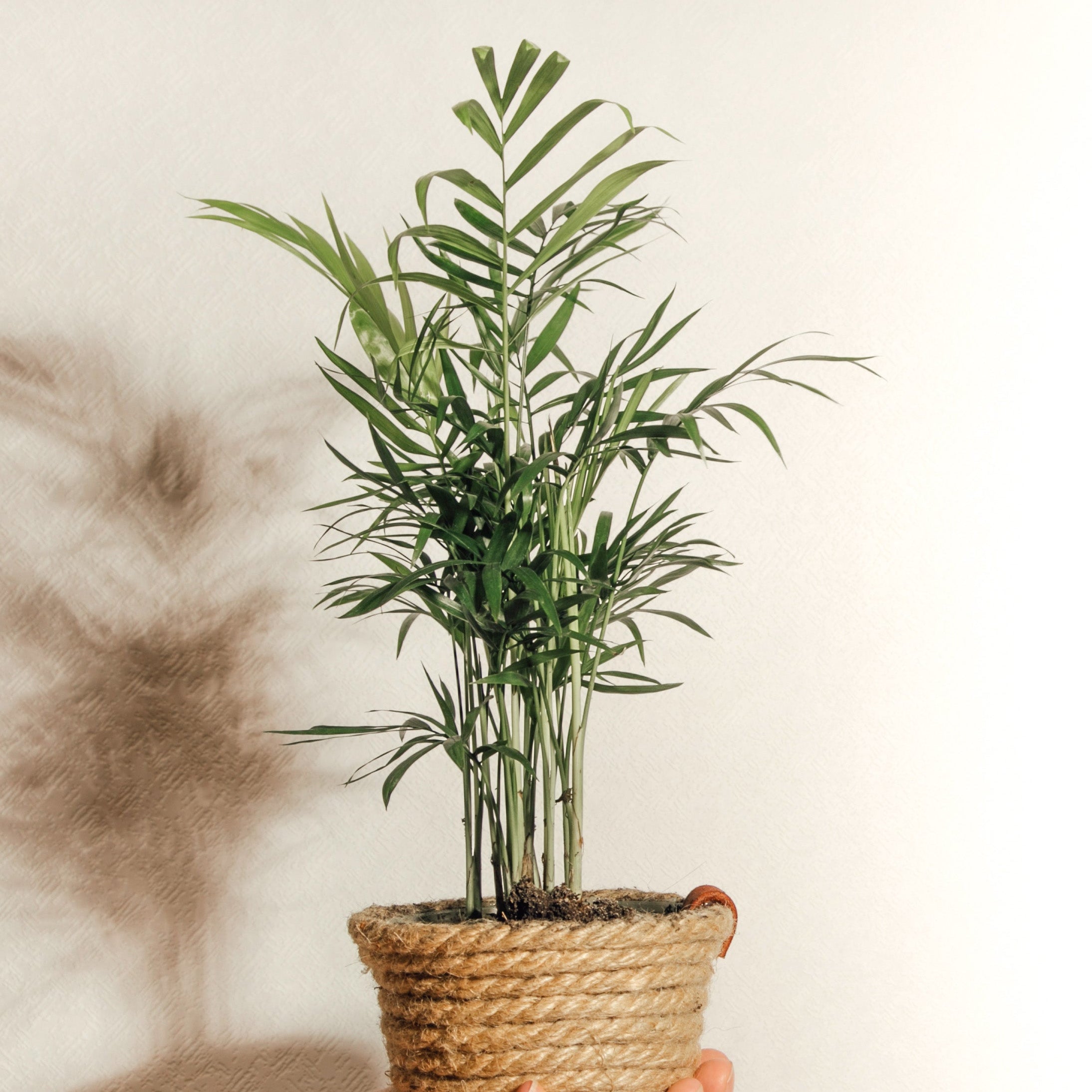Hand holding a potted plant with a textured wall background