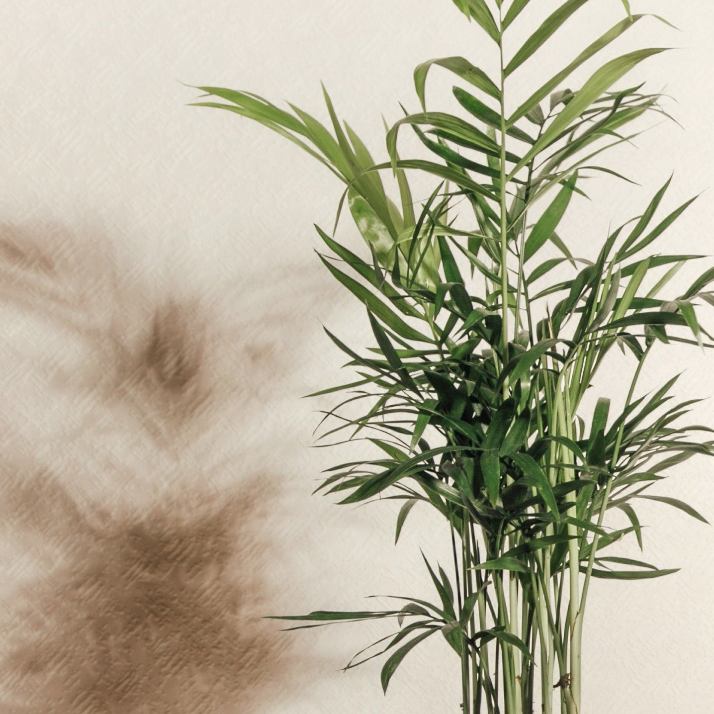 Hand holding a potted plant with a textured wall background