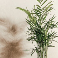 Hand holding a potted plant with a textured wall background