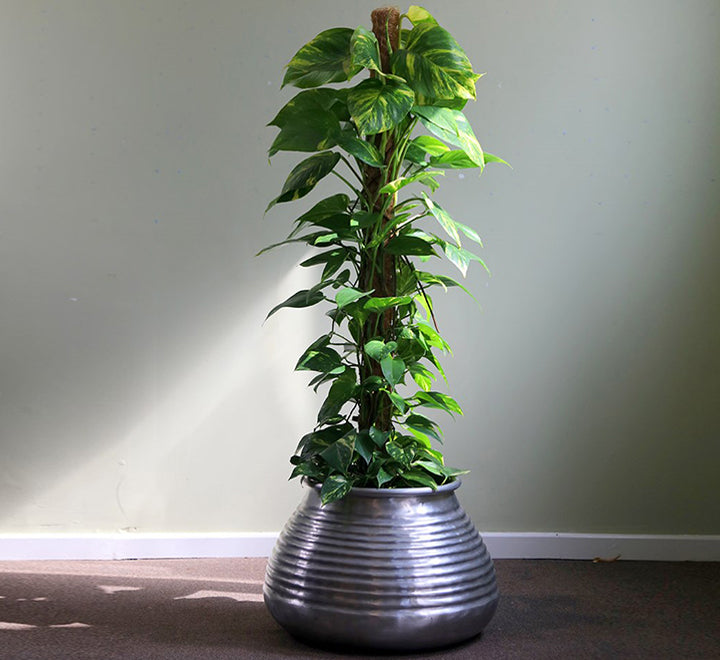 Epipremnum aureum or Money Plant كرمة المال