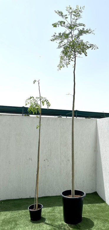 Moringa Oleifera "Drum-Stick Tree"