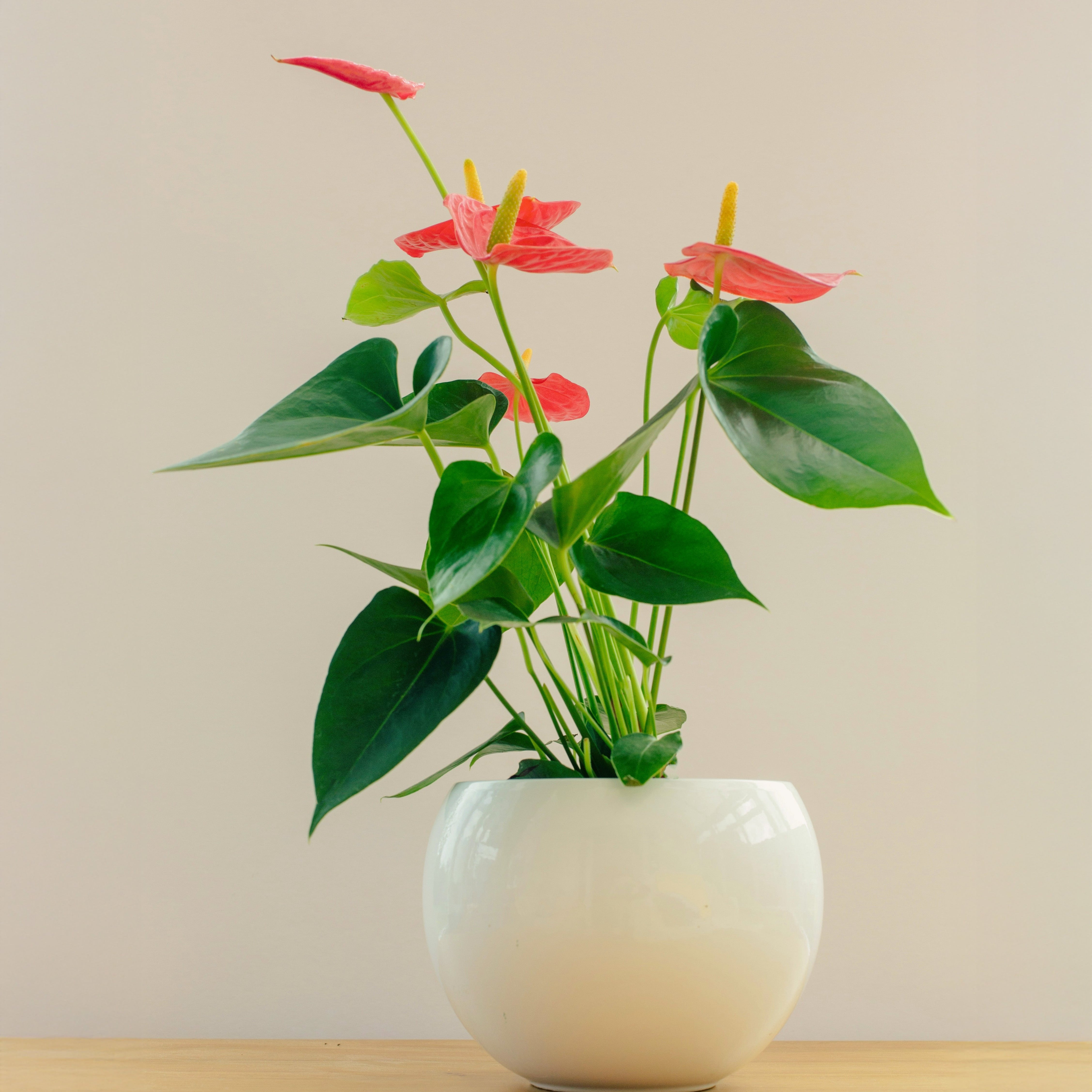 Potted plant with red flowers in a white pot on a wooden surface with a beige background
