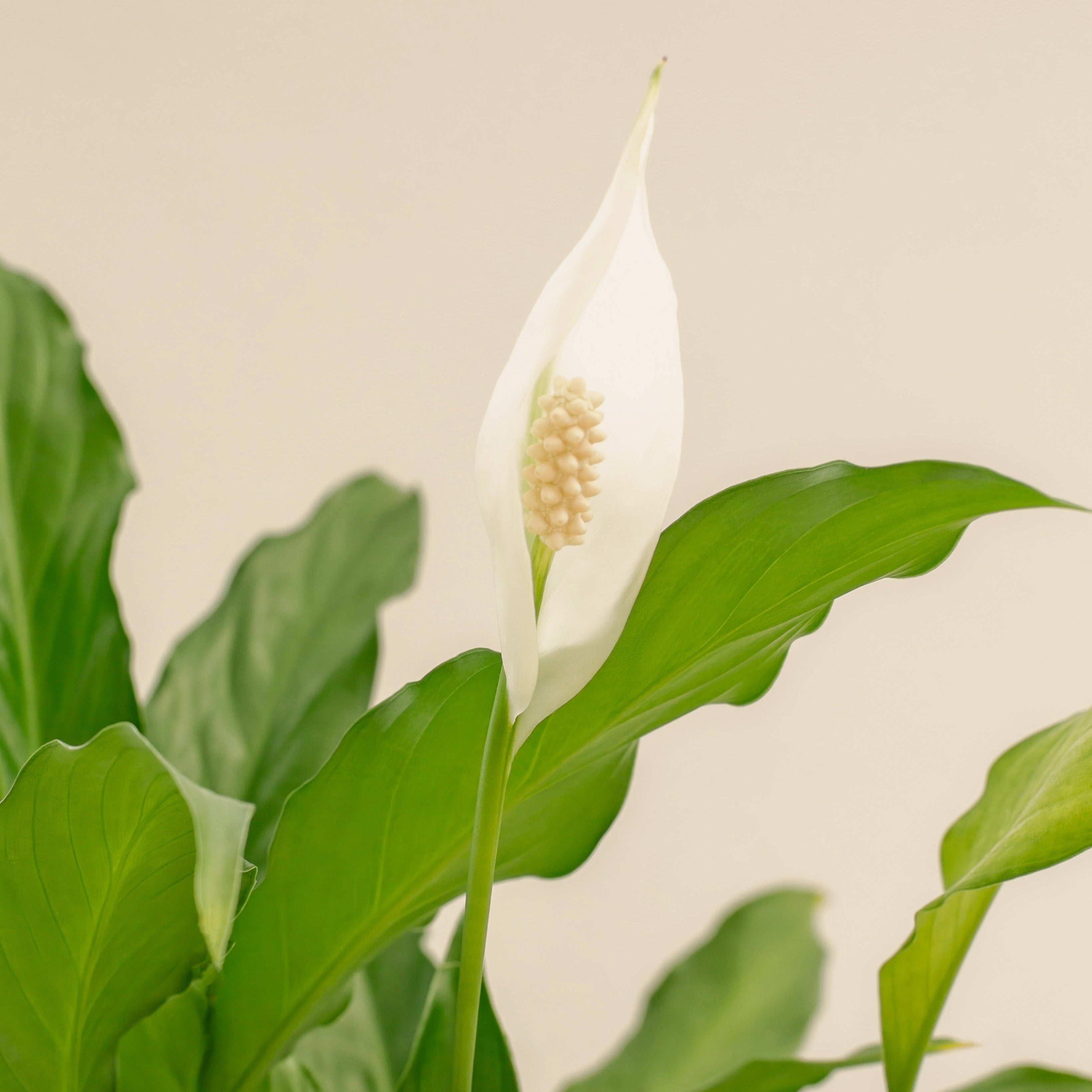 Peace lily plant with a white flower against a beige background