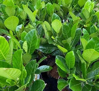 Artocarpus Heterophyllus "Jackfruit Plant" 0.6-0.7m