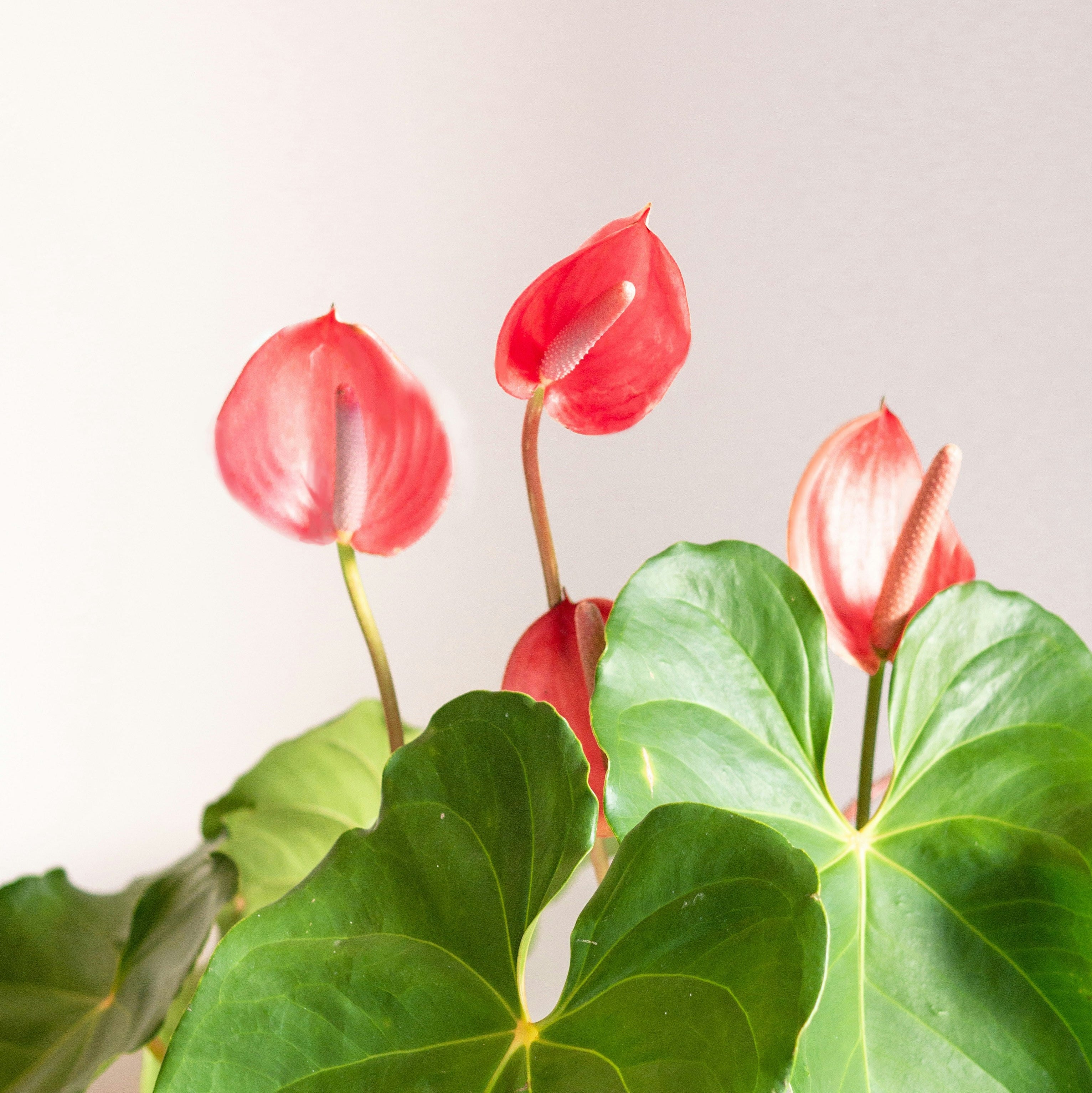 Flamingo flower plant with red blooms and green leaves on a light background