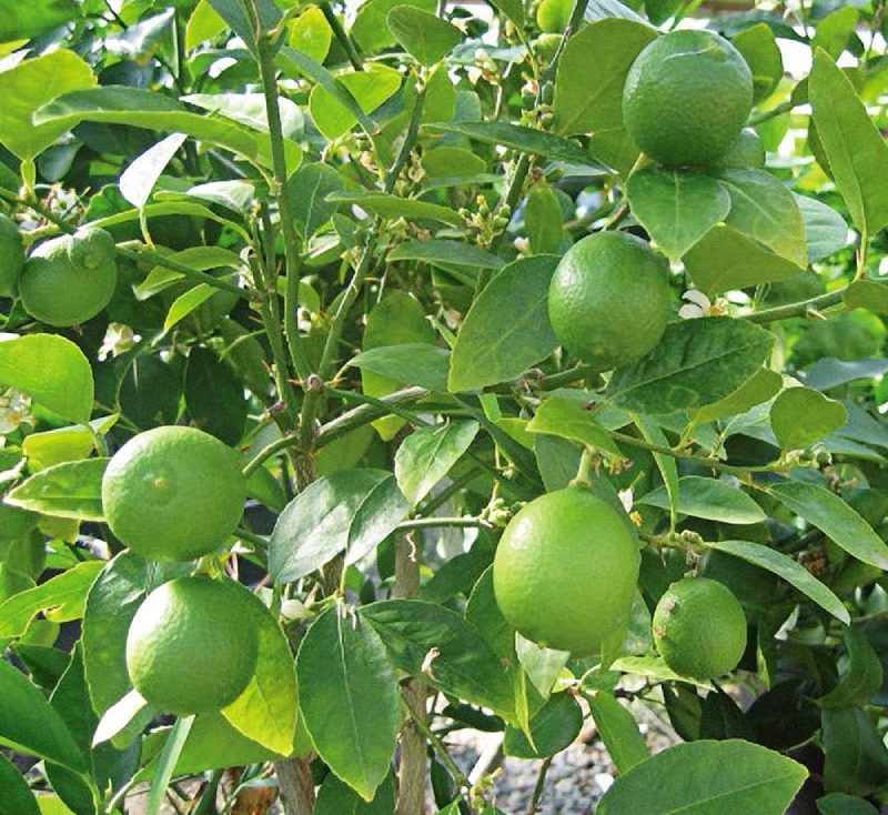 Citrus Aurantifolia "Citrus Omani"