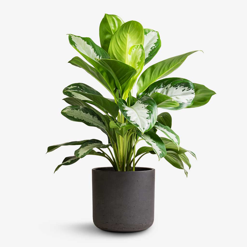 Potted Plants
