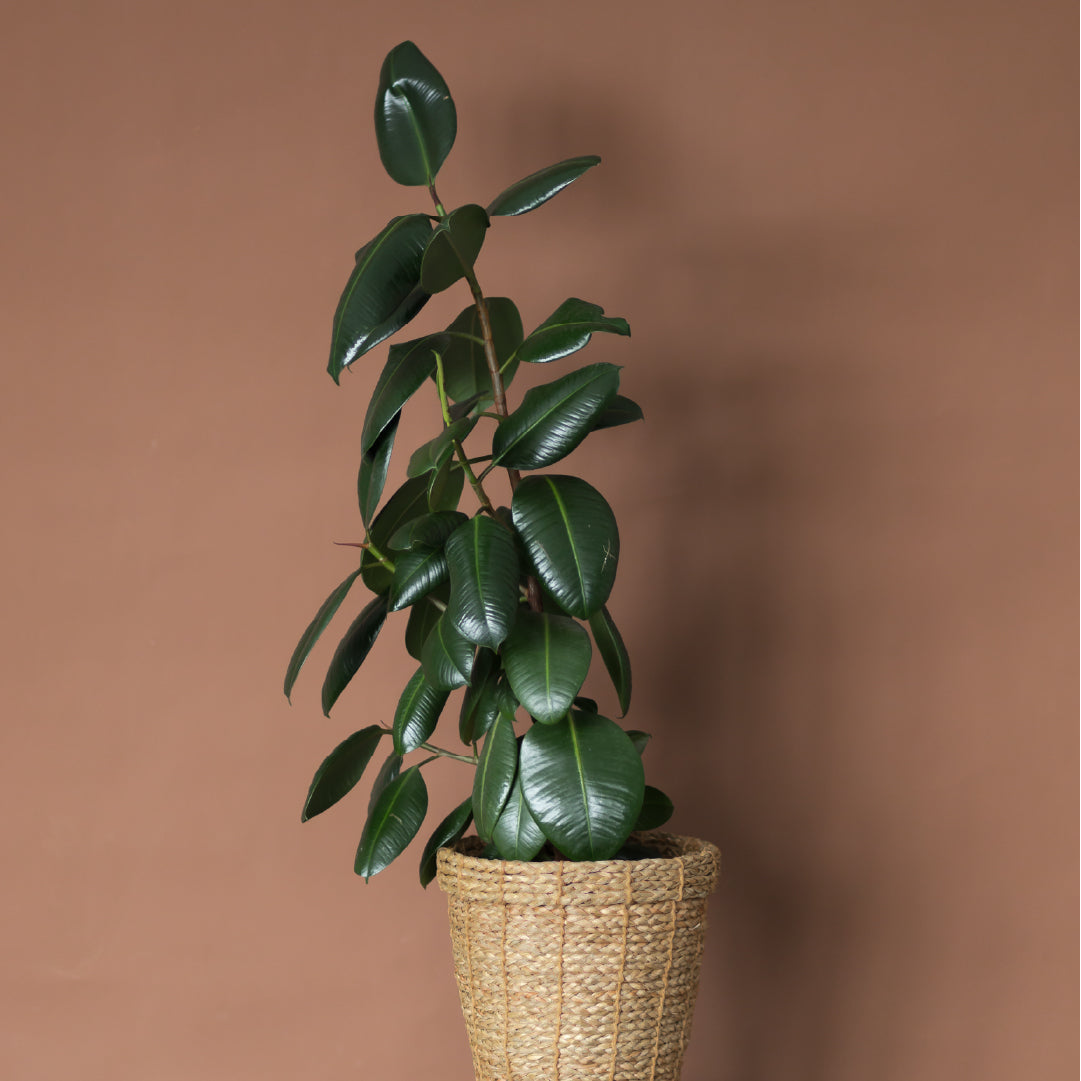 Potted plant with green leaves in a woven basket against a brown background