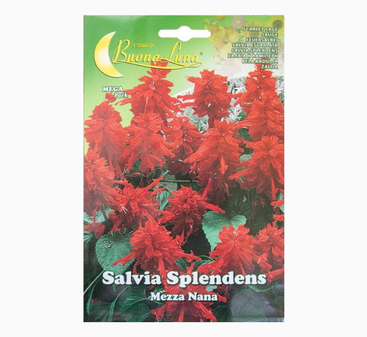 Salvia Splendida Mezza Nana Mix Flowers Seeds