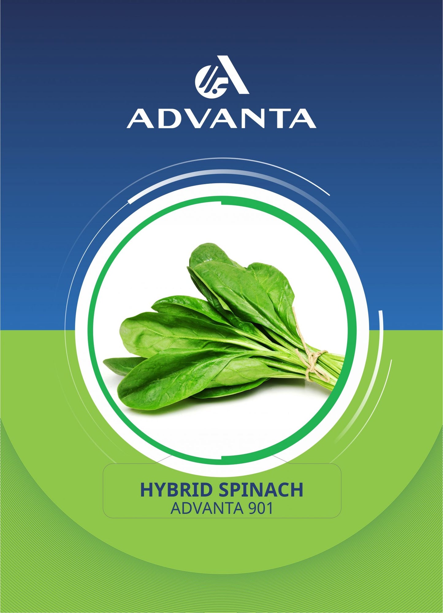 Advanta 901 Hybrid Spinach Seeds 5g