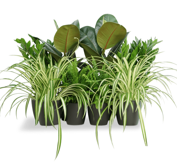 Office Starter Plant Set "Office Indoor Plant" 30-40cm