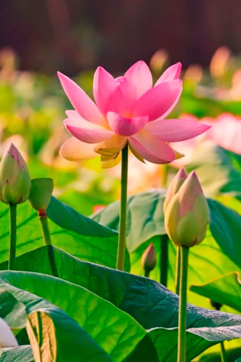 Indian Sacred Lotus Seeds