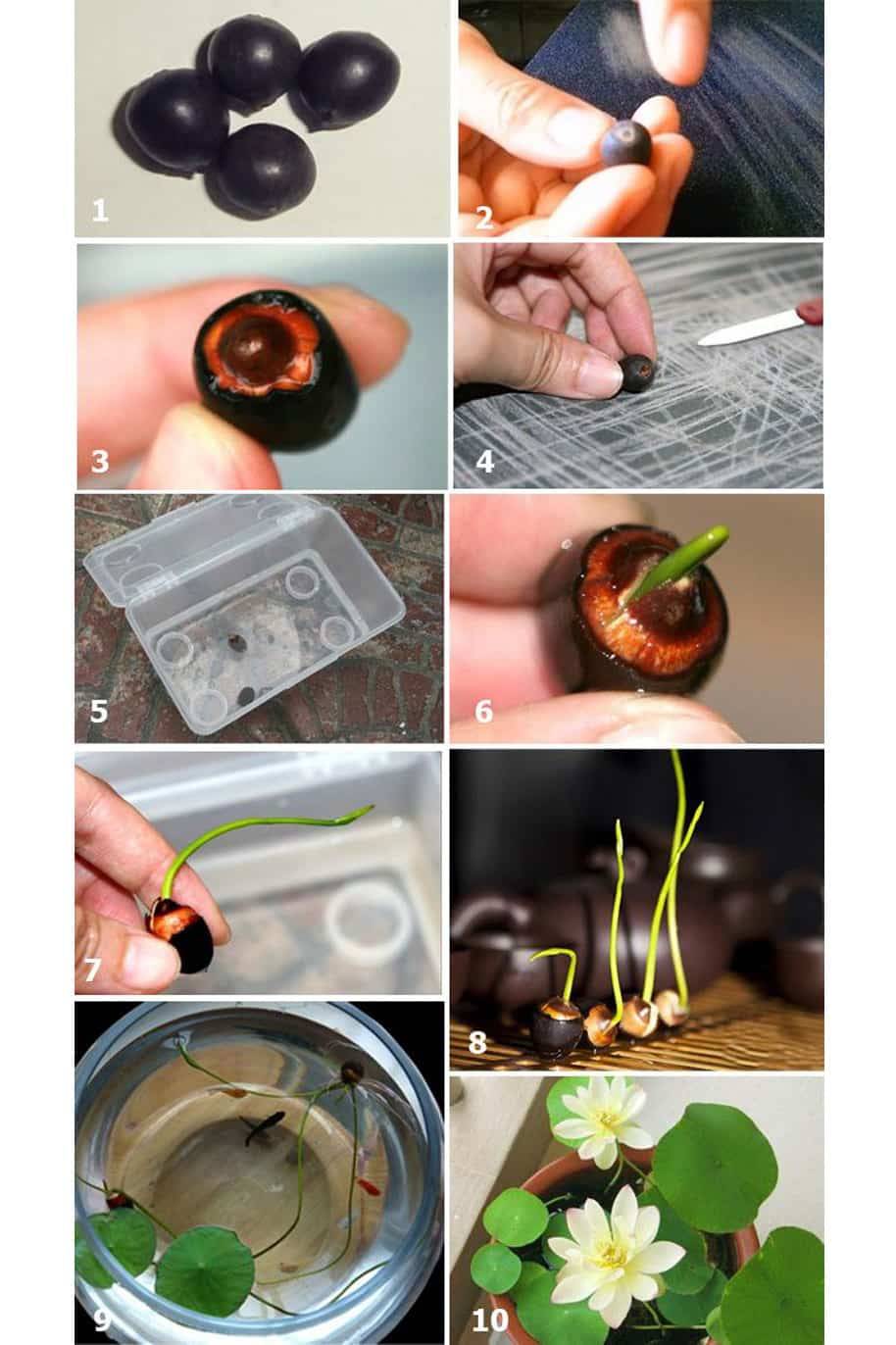 Indian Sacred Lotus Seeds