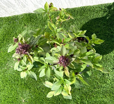 Ocimum Basilicum or Rehan Herb 30 – 50cm