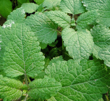 Mint Plant or Mentha