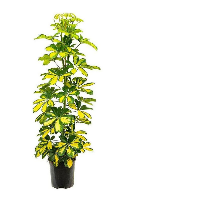 Umbrella Plant - Schefflera Gold Capella | 1.0m -1.2m