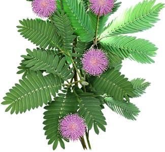 Mimosa pudica “Touch-me-not” 0.3-0.4m