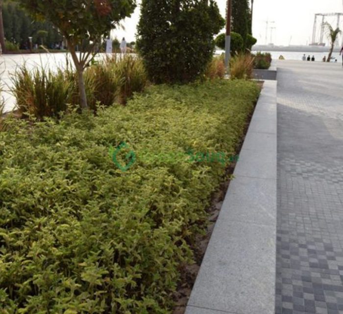 Alternanthera ficoidea ‘Gold’