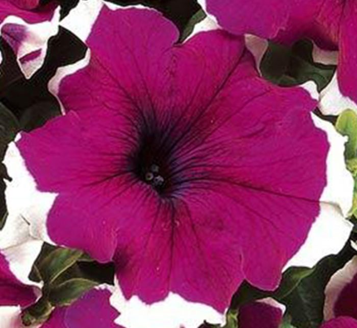 Petunia Mix Flowering Plant “Petunias”
