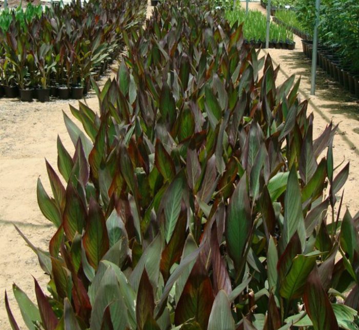 Canna indica ‘Purpurea’ 30 – 50cm overall height
