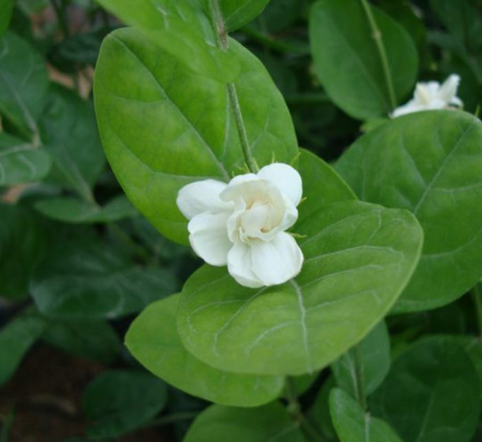 Jasminum sambac “The Arabian Jasmine”
