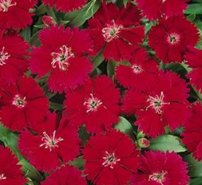 Dianthus Caryophyllus “Carnation or Clove Pink”