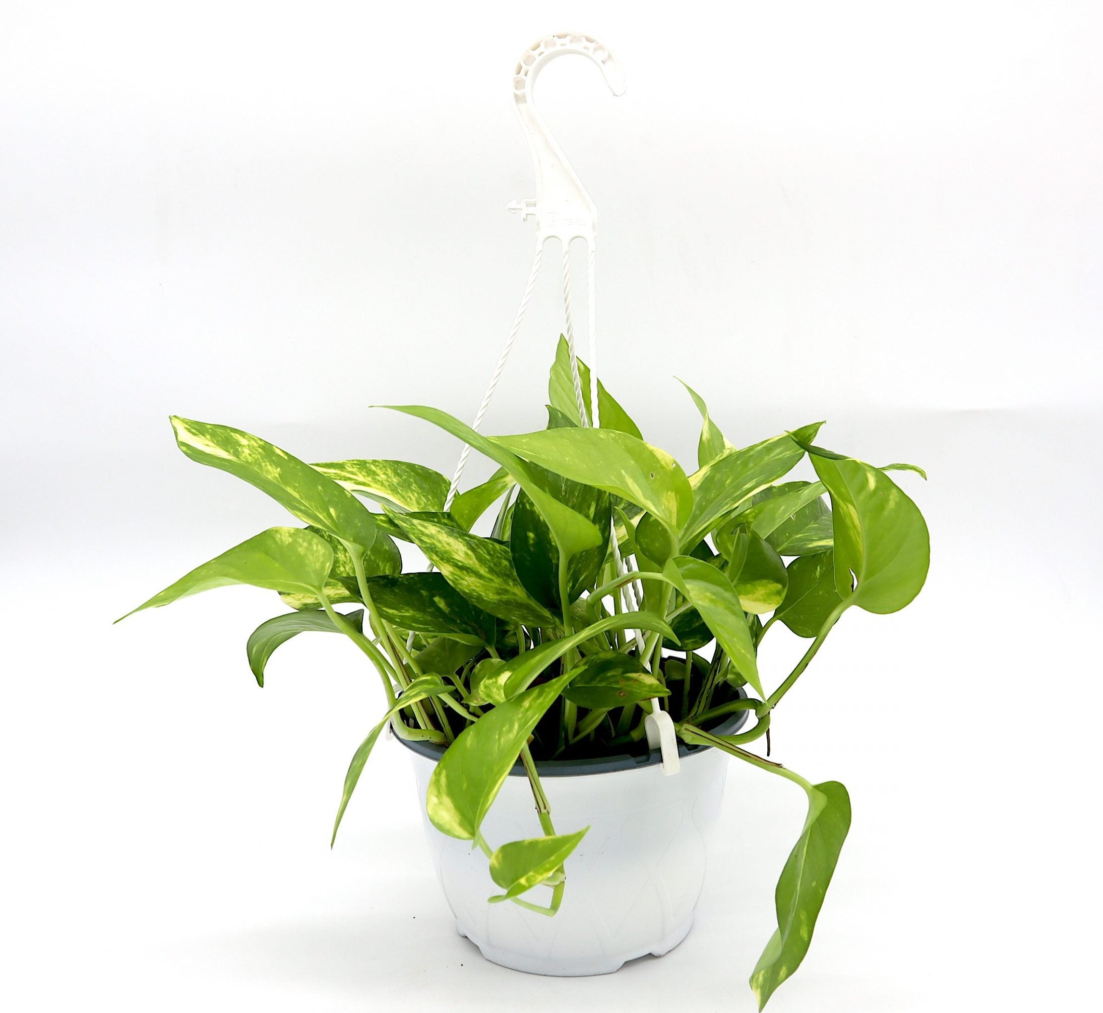 Hanging Money Plant “Epipremnum aureum