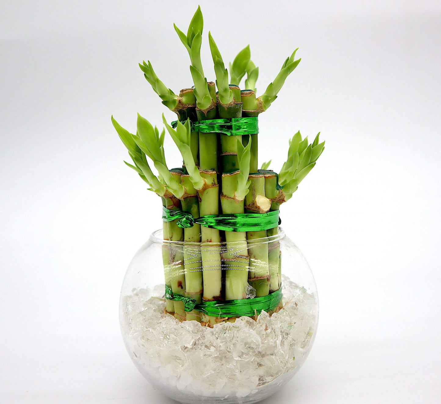 Lucky Bamboo Two Step in Transparent pot